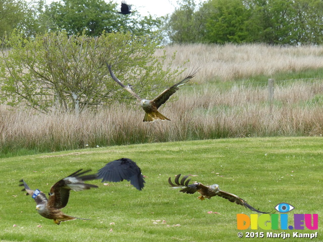 FZ015451 Red kites feeding (Milvus milvus)